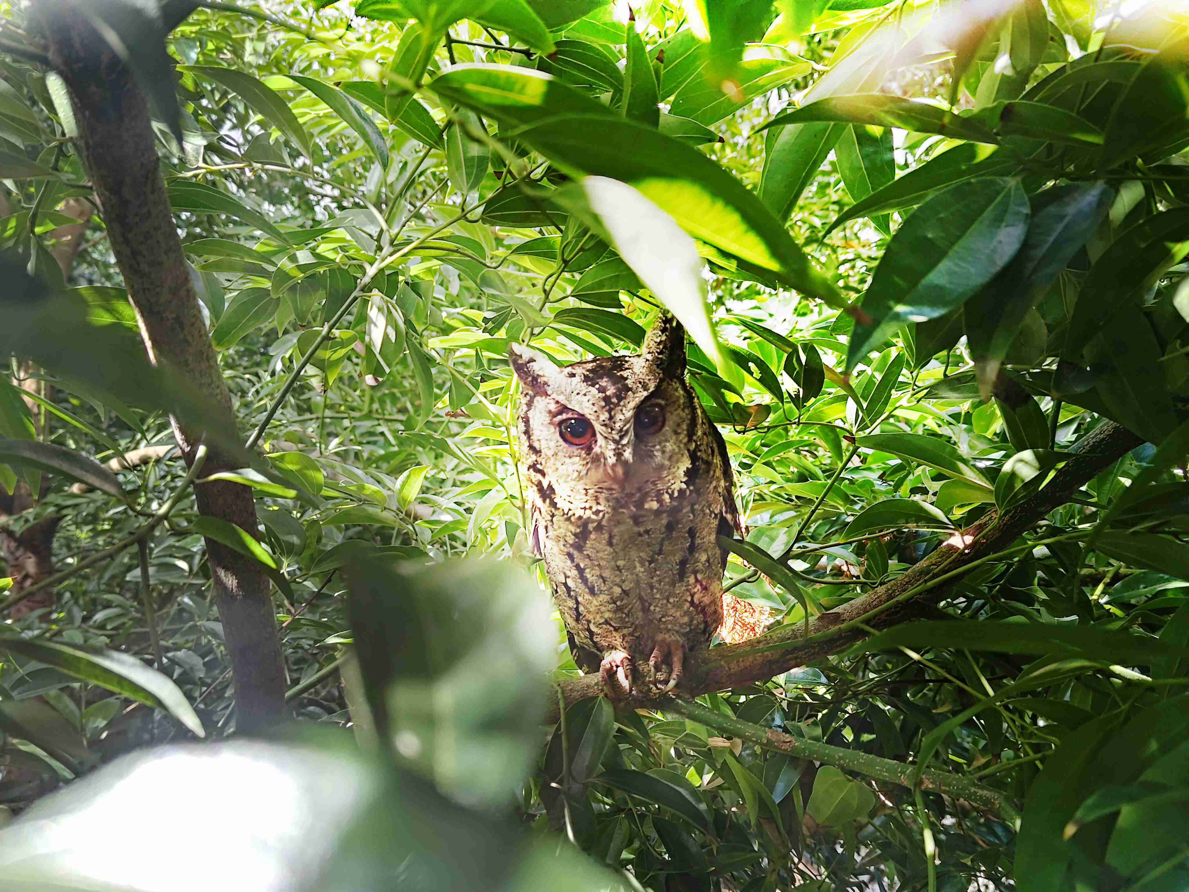 壹号平台致力提倡净零绿生活，，，，16年以来在全球各厂区植树逾百万棵，，，造就各厂区树木蔚然成林，，，犹如森林工厂，，，成为许多生物的栖息地
